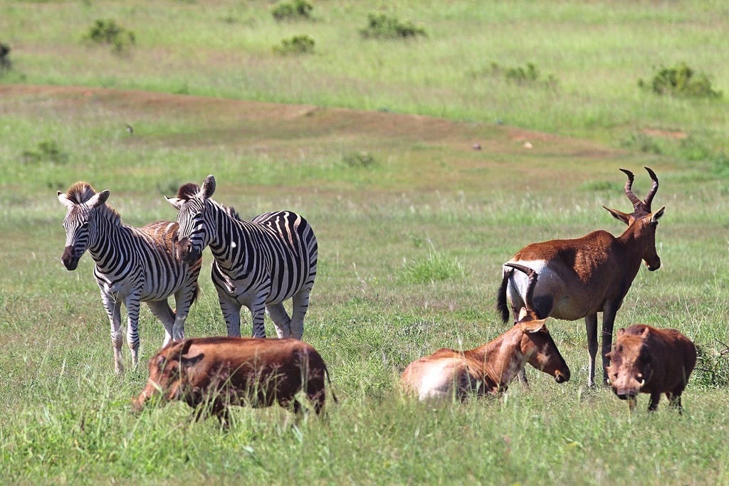 Zebra, red hartebeest and warthogs Zebra, red hartebeest and warthogs