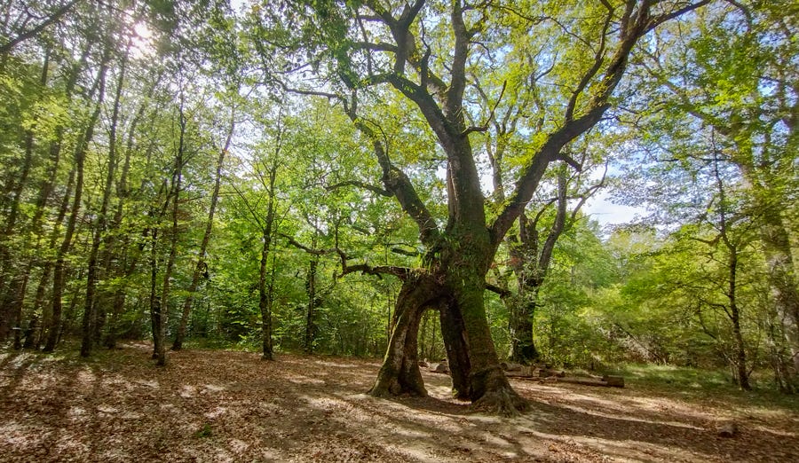 Árbol con forma peculiar en la Ruta de los Robles Milenarios, Navarra