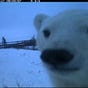bear's avatar