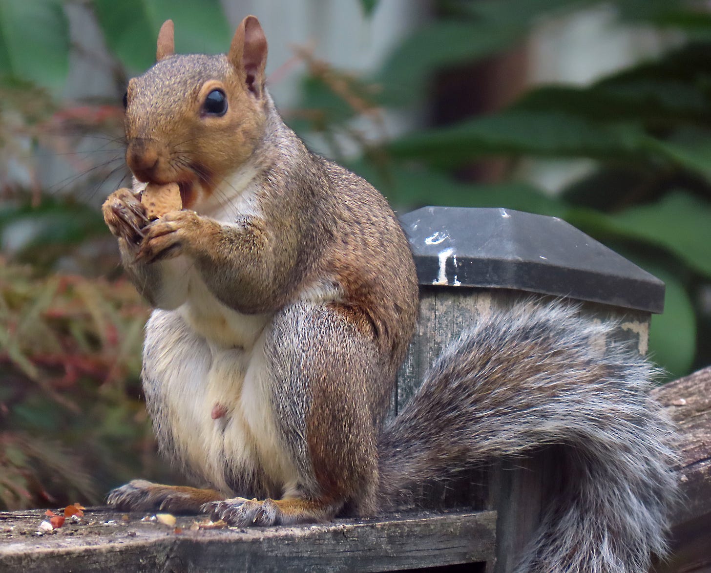 The image shows a close-up of an Eastern Grey Squirrel sitting on a wooden railing or post, holding and eating a nut. The squirrel is facing the camera, with its bushy tail curled around its body. The background is slightly blurred, with green foliage providing a natural setting. The squirrel's fur is a mix of grey and brown, with a white underbelly. Its large, dark eyes are focused on the nut as it uses its front paws to hold and nibble on it. The image captures the squirrel in a moment of stillness and concentration, enjoying its meal.