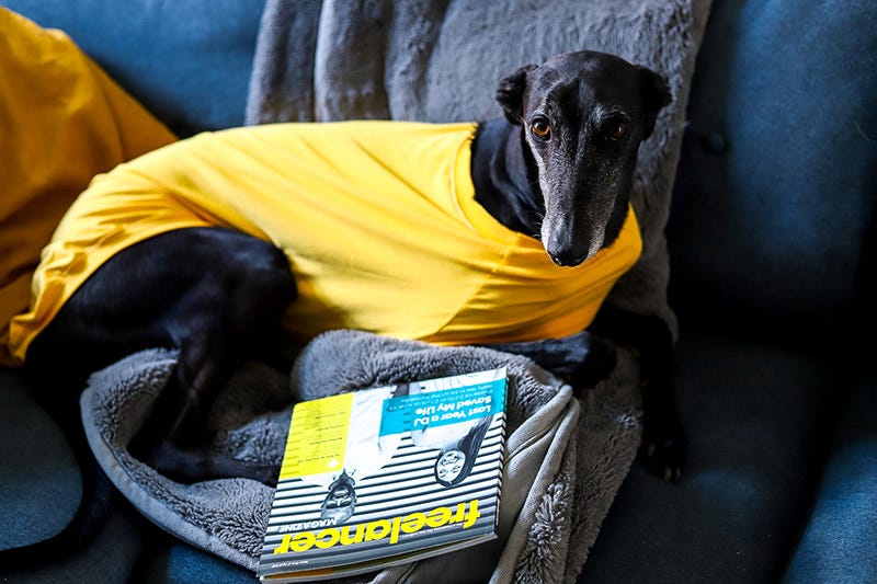 Harmony the greyhound and Freelancer Magazine Harmony the greyhound and Freelancer Magazine