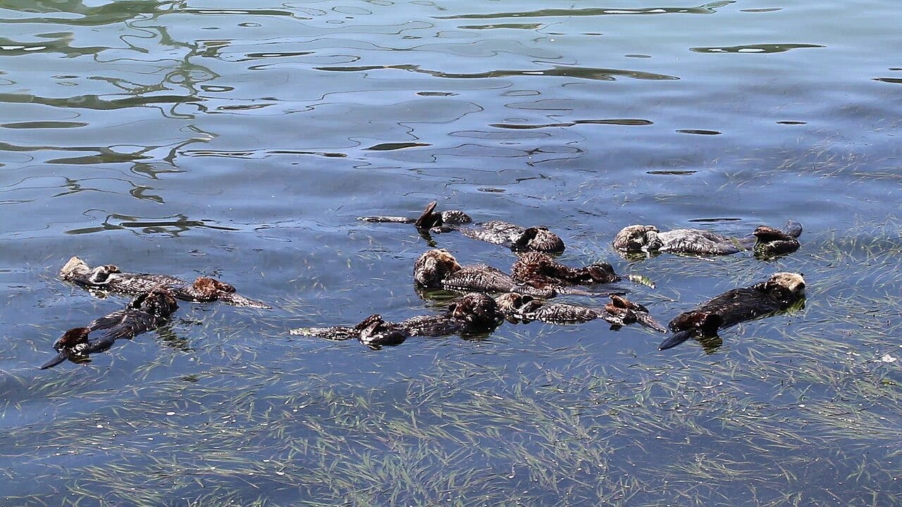 Southern sea otters resting at Morro Bay, California. Southern sea otters resting at Morro Bay, California.
