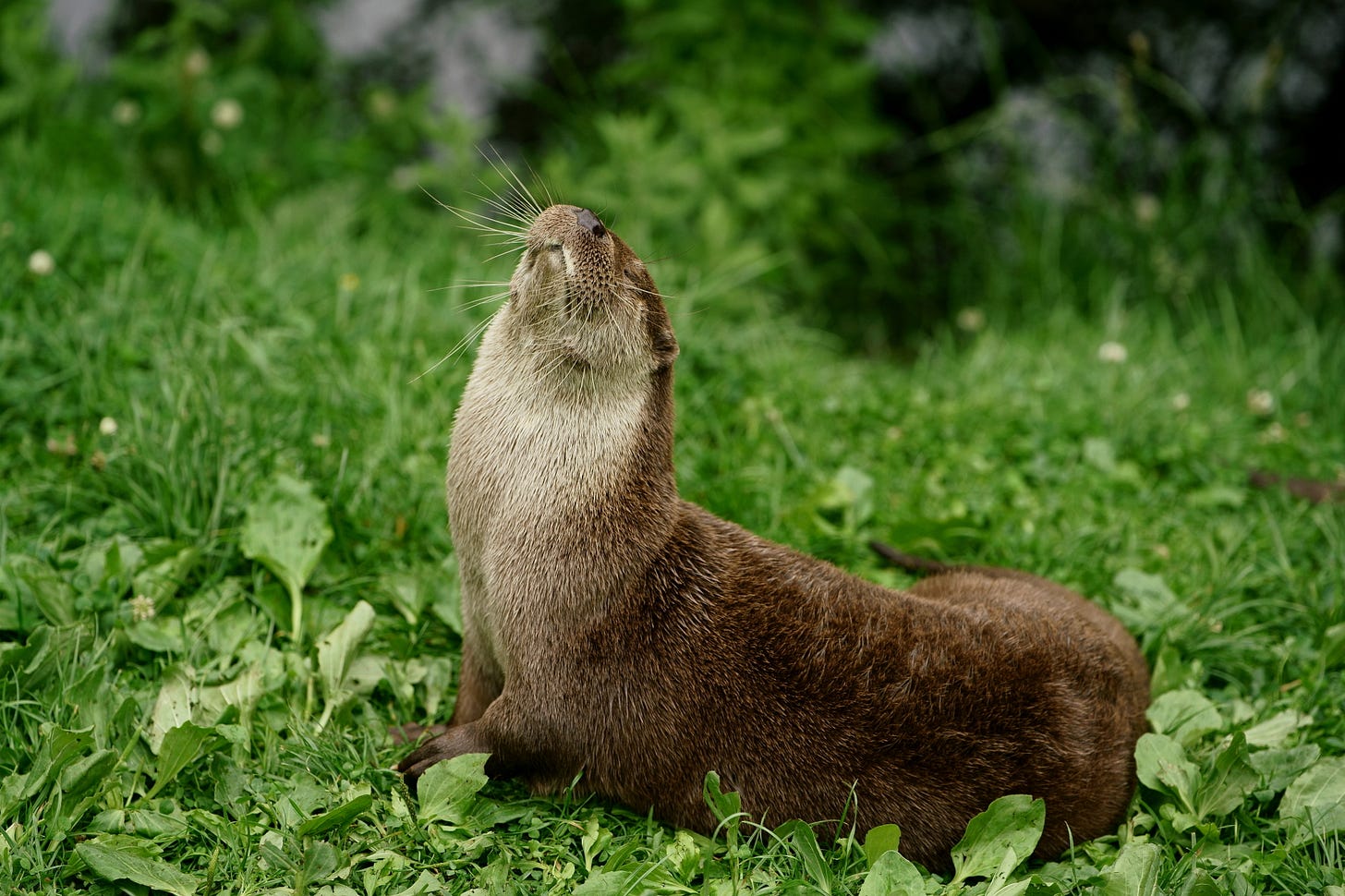 An Eurasian otter sniffs the air.. An Eurasian otter sniffs the air..