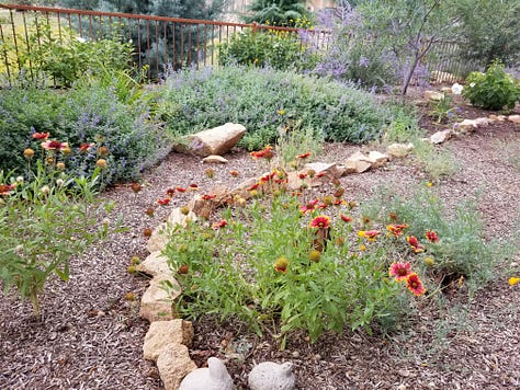 California Bluebells, Hardy Hibiscus, Pink and Purple Salvia, Indian Paint, Poppies, Pink and white Hibiscus, Rock Garden