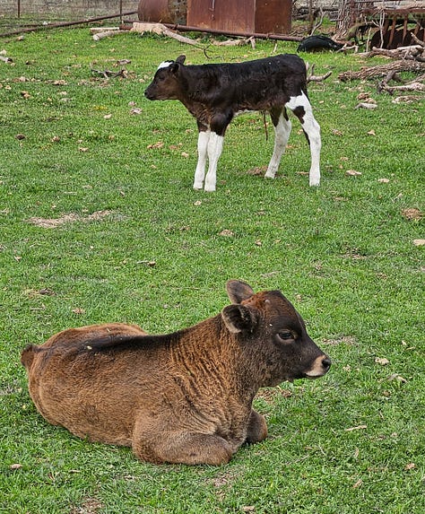 Nurse cows all had bull calved this year.
