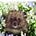 FloweringHedgehog's avatar