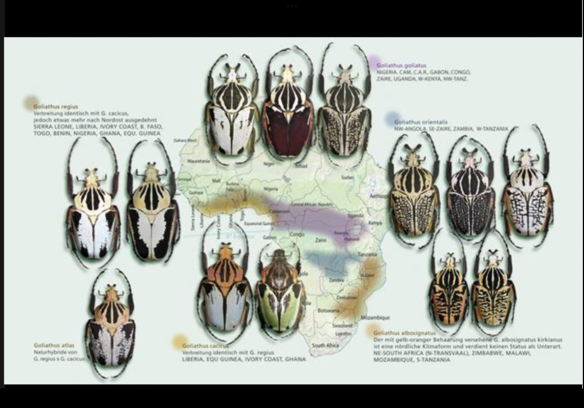 How Much is that African Goliath Beetle in the Window?