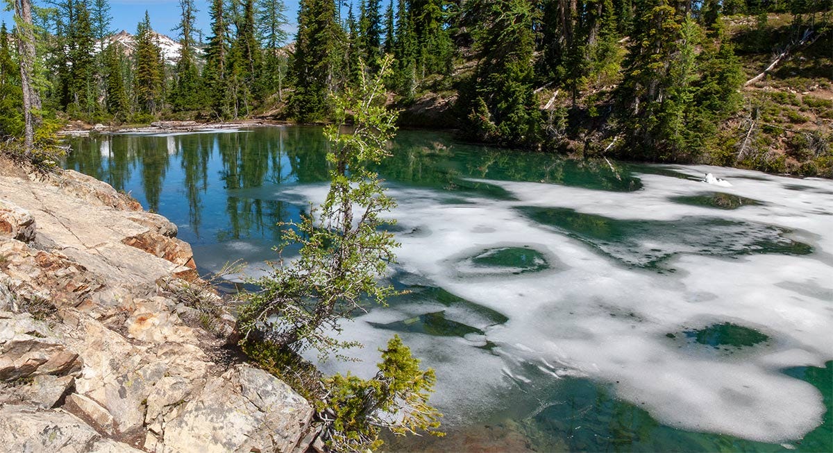 scraggly stunted larches arc from the orange boulder edging Blue Lake, dangling over the deep green water still skim-coated with thin patchy ice, the lake's outlet and distant mountains behind 