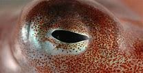 Image result for animal senses
