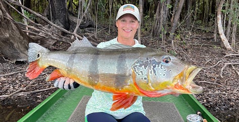 peacock bass from the agua boa river in brazil, amazon jungle.