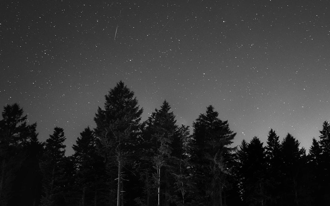 forest during night time forest during night time