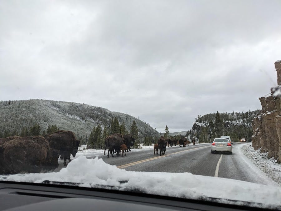 bison herd walking across the road in yellowstone