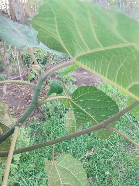Cherry Cordial Fig
