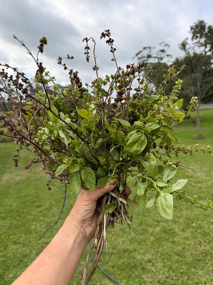 The night sky, A Pied Butcher Bird, the last of the basil and the chilli and capsicum still coming in strong!