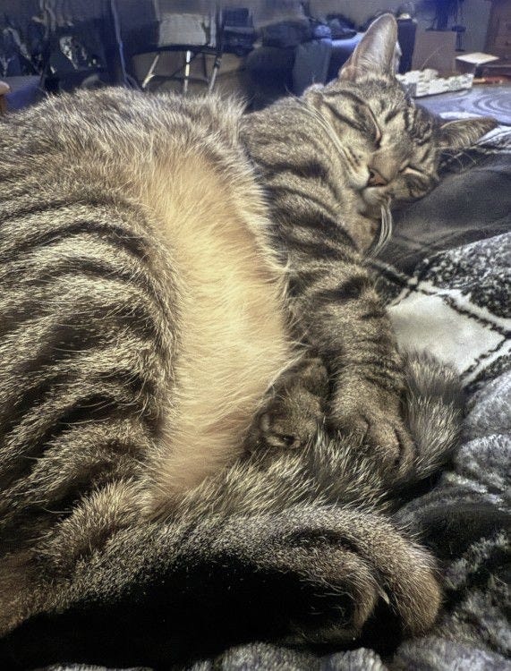 Motron is fast asleep on a bed with fuzzy brown belly floof exposed.