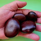 Sea-Bean Motherlode Discovered 