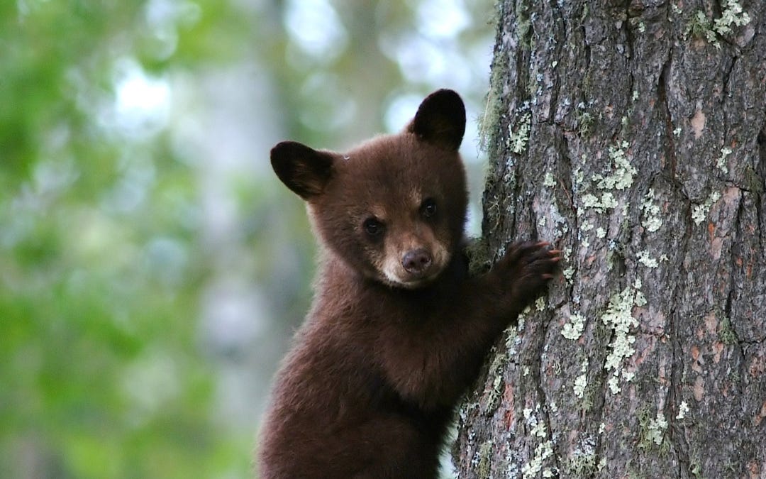 Hunters Don’t Just Kill the Animals They Shoot