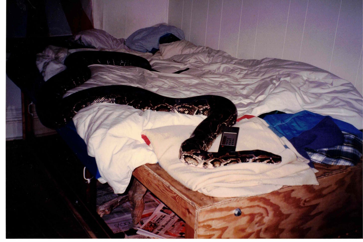 A twelve foot Burmese python lies on top of a comforter, which is spread across a futon. A TV remote is nestled in the crook of her neck. The futon is spread across the top of a plywood snake enclosure. Newspaper lining is visible through the plexiglass doors along one long side. The bed is rumpled and the lighting is bad. A twelve foot Burmese python lies on top of a comforter, which is spread across a futon. A TV remote is nestled in the crook of her neck. The futon is spread across the top of a plywood snake enclosure. Newspaper lining is visible through the plexiglass doors along one long side. The bed is rumpled and the lighting is bad.