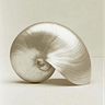 Inside the Shell