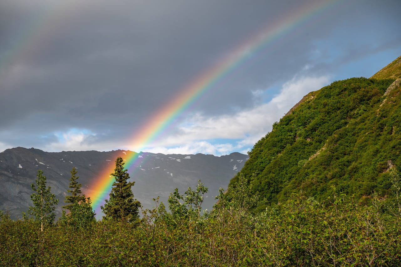 A vivid rainbow arcs down out of a grey sky and lands behind a ridge of dark mountains, its colors intense enough to silhouette a spruce tree standing directly in front of the bright base. A fainter secondary bow is visible at upper left, and subtle extra bands of green and purple line the inside of the main arc. In the foreground, dense green brush and scattered spruce climb a hillside on the right, with patches of blue sky breaking through beyond.