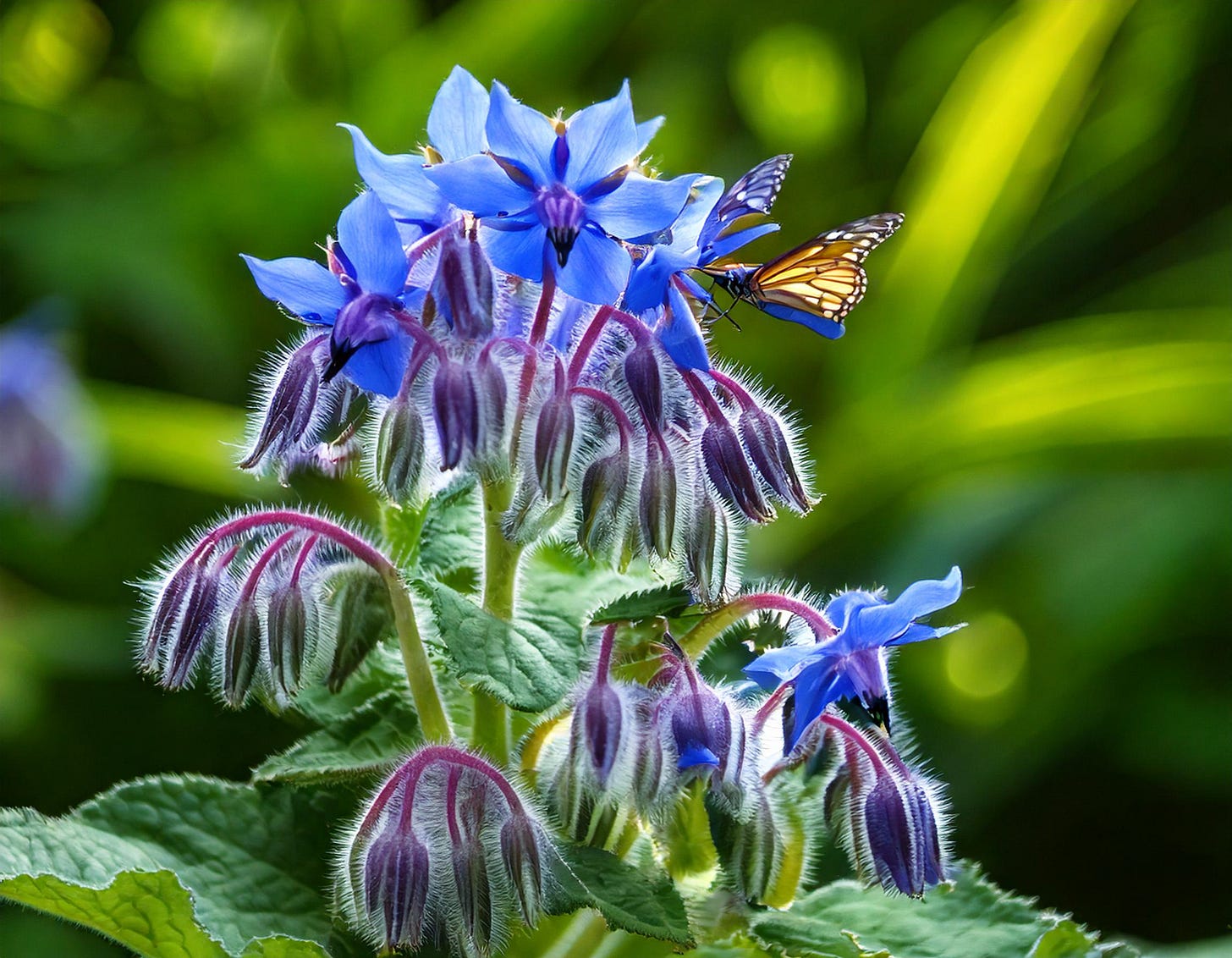 A close-up of vibrant blue borage flowers with delicate purple buds, attracting a monarch butterfly. The lush green background enhances the bright colors of the flower petals and butterfly wings.