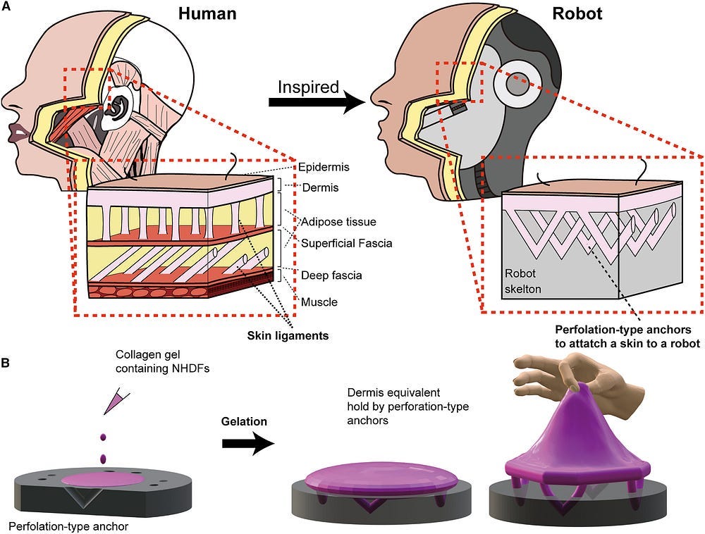 The key innovation lies in the team’s approach to binding the skin to the robot’s surface. Inspired by human skin ligaments, they created a system of “perforation-type anchors” — tiny V-shaped cavities on the robot’s surface that are filled with a collagen gel containing cultured dermal fibroblasts.