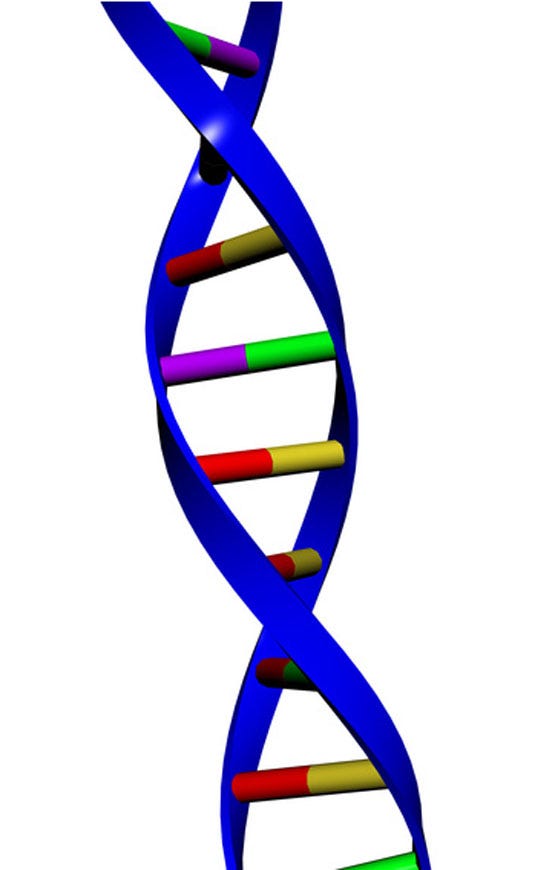 What Makes Up the Backbone of DNA? | Science Lesson & Project