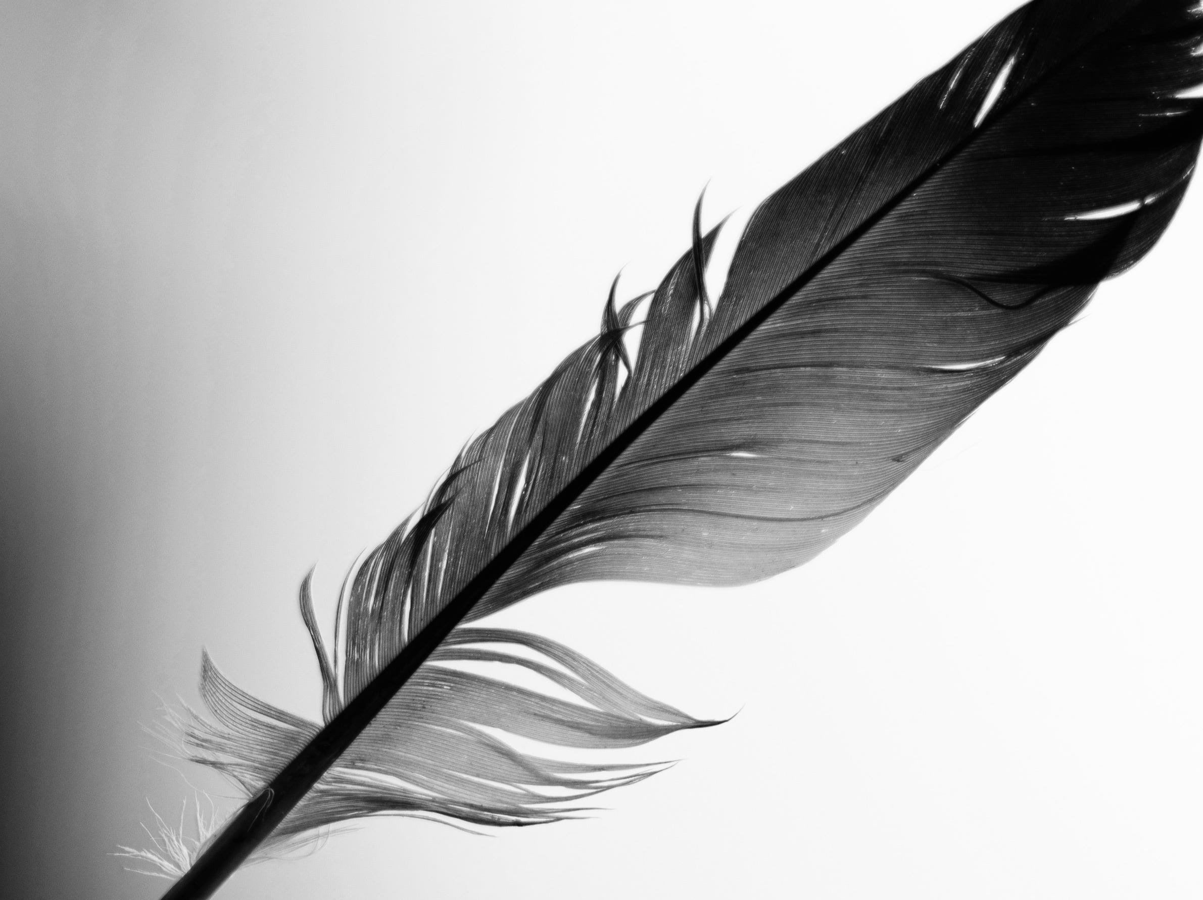 Part 4: 13 - A Feather Lands - by Shannon W Haynes