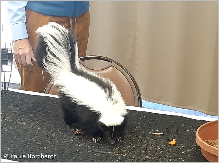 Primrose the Striped Skunk discovering Skunk treats laid out for her by Arizona-Sonora Desert Museum staff Primrose the Striped Skunk discovering Skunk treats laid out for her by Arizona-Sonora Desert Museum staff