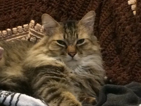 Chase Cats Drool Chase Cats Drool