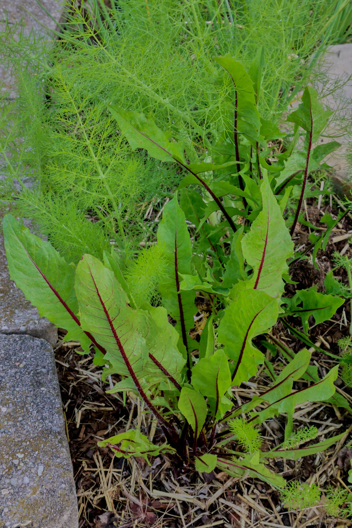 italiko rosso dandelion and florence fennel plants