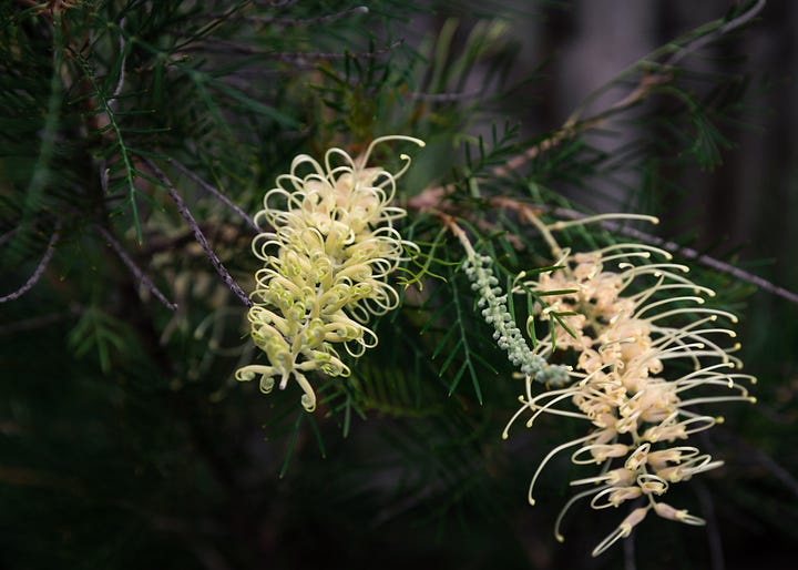 Australian native garden