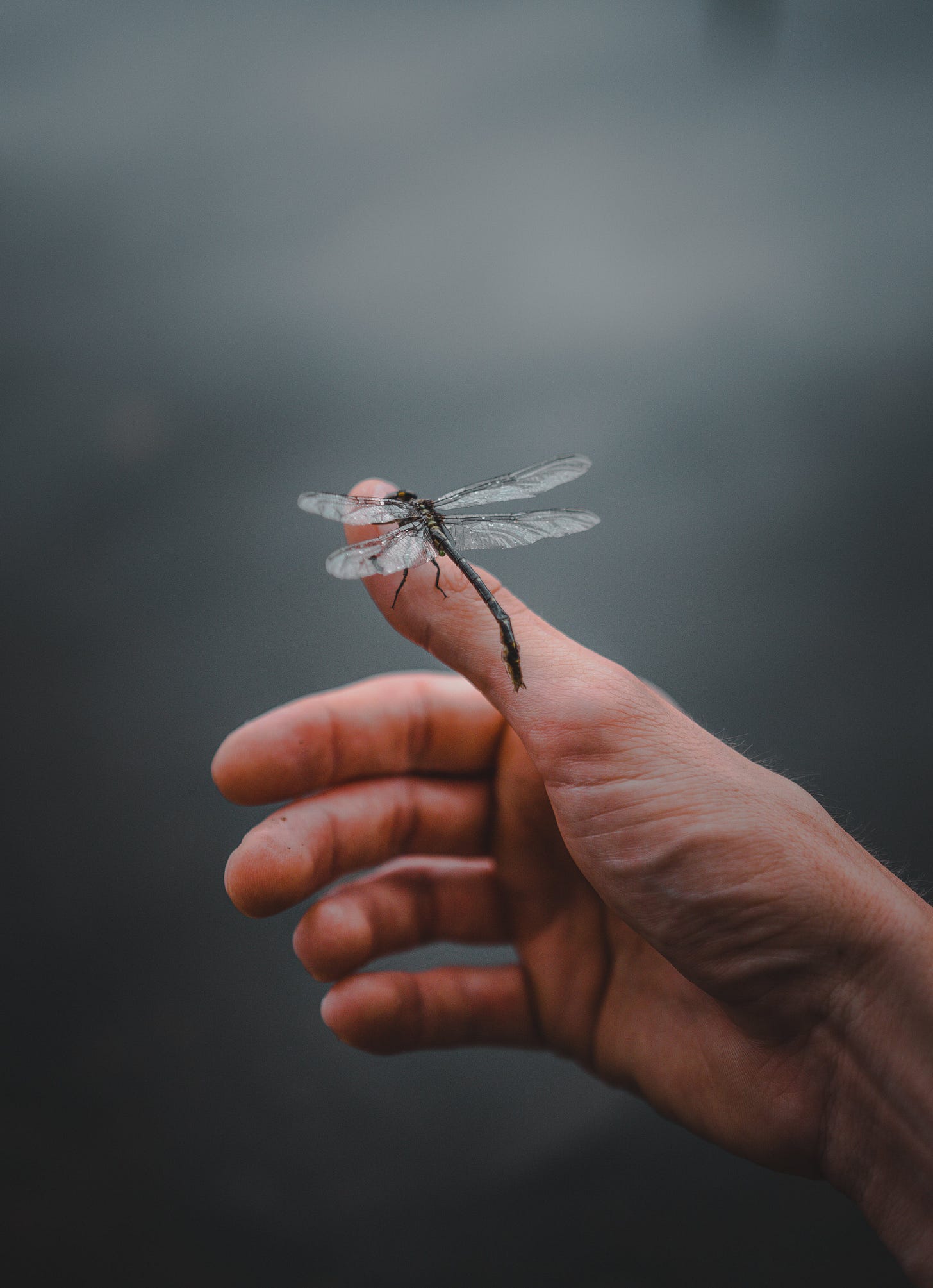 Free Person Holding Black and White Dragonfly Stock Photo