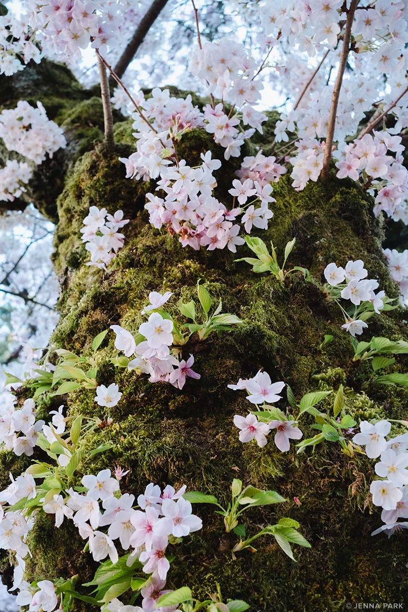 Cherry blossoms growing on moss