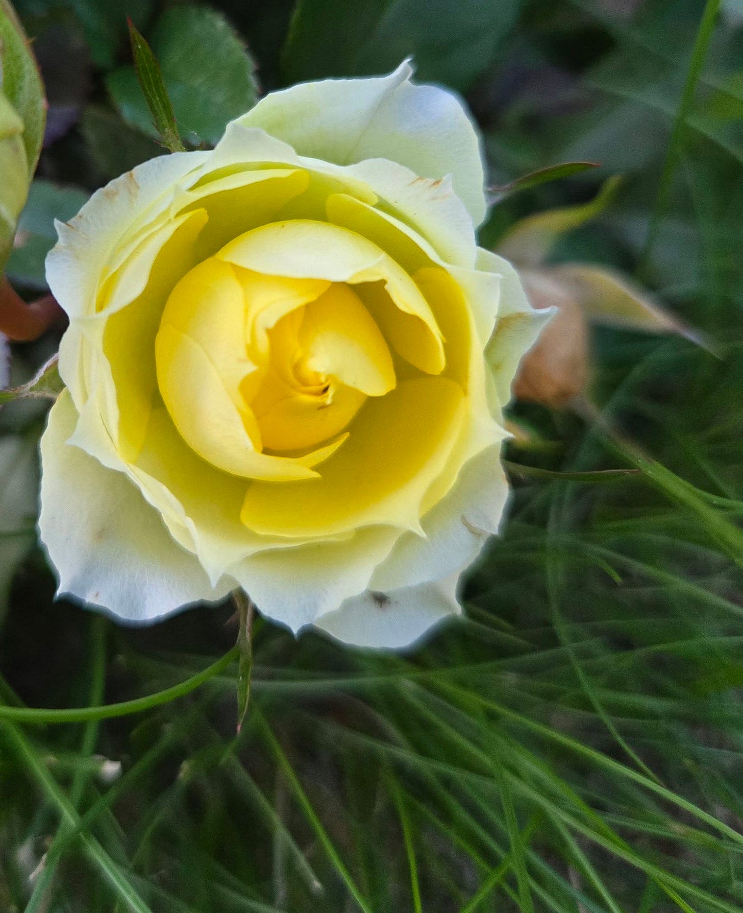 May be an image of flower