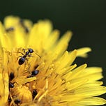 The Maritime Gardening Newsletter