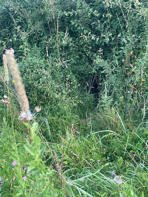 A thick hedge of greens with a tan-coloured stalk in the foreground; berries of red and black against green leaves; a track through vivid green grass