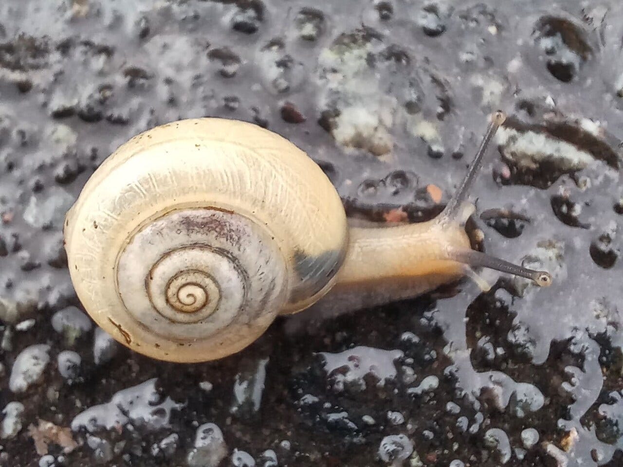 Snail on a path
