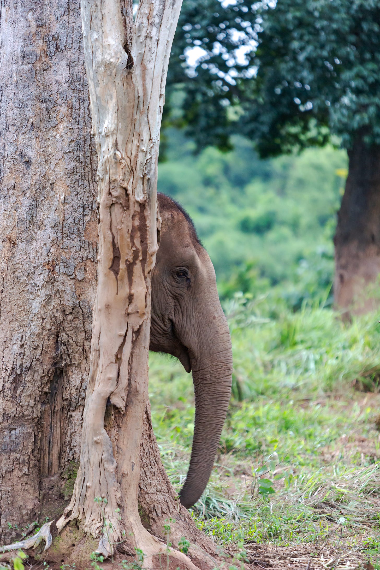 “Perhaps if I keep very, very still, they won’t see me.” 1/60, ƒ/2.8, ISO 1250, 200mm. © Gavin Gough