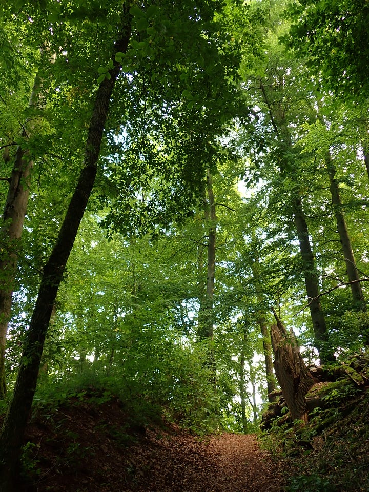 Trees, forest, nature