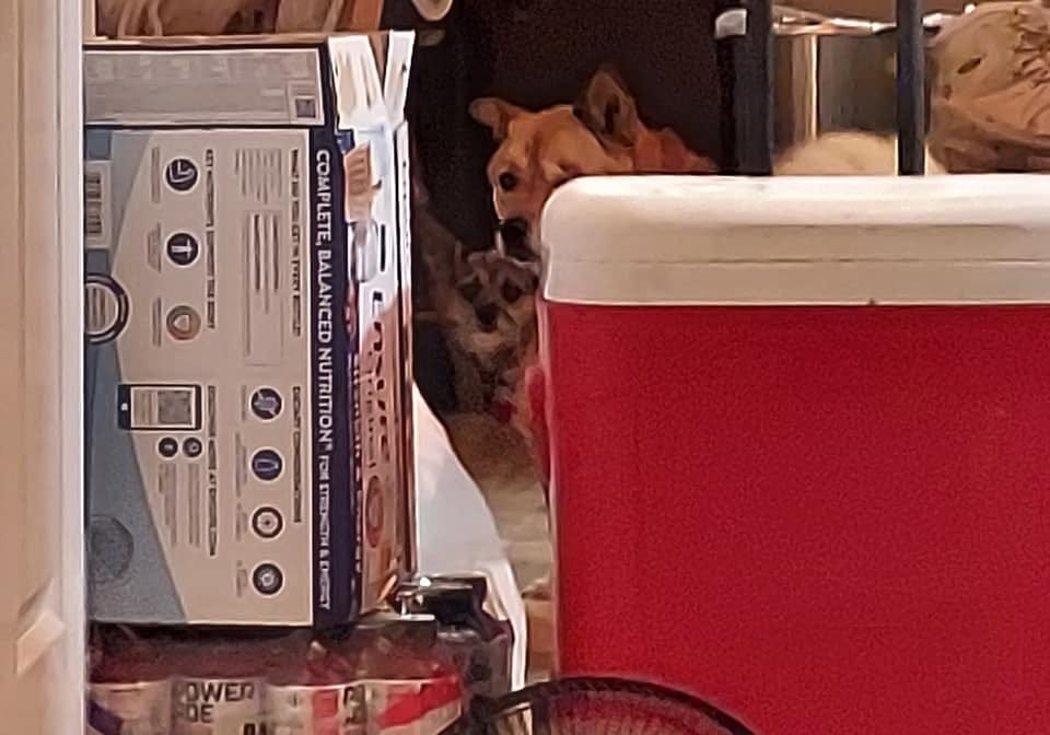 May be an image of dog and indoor