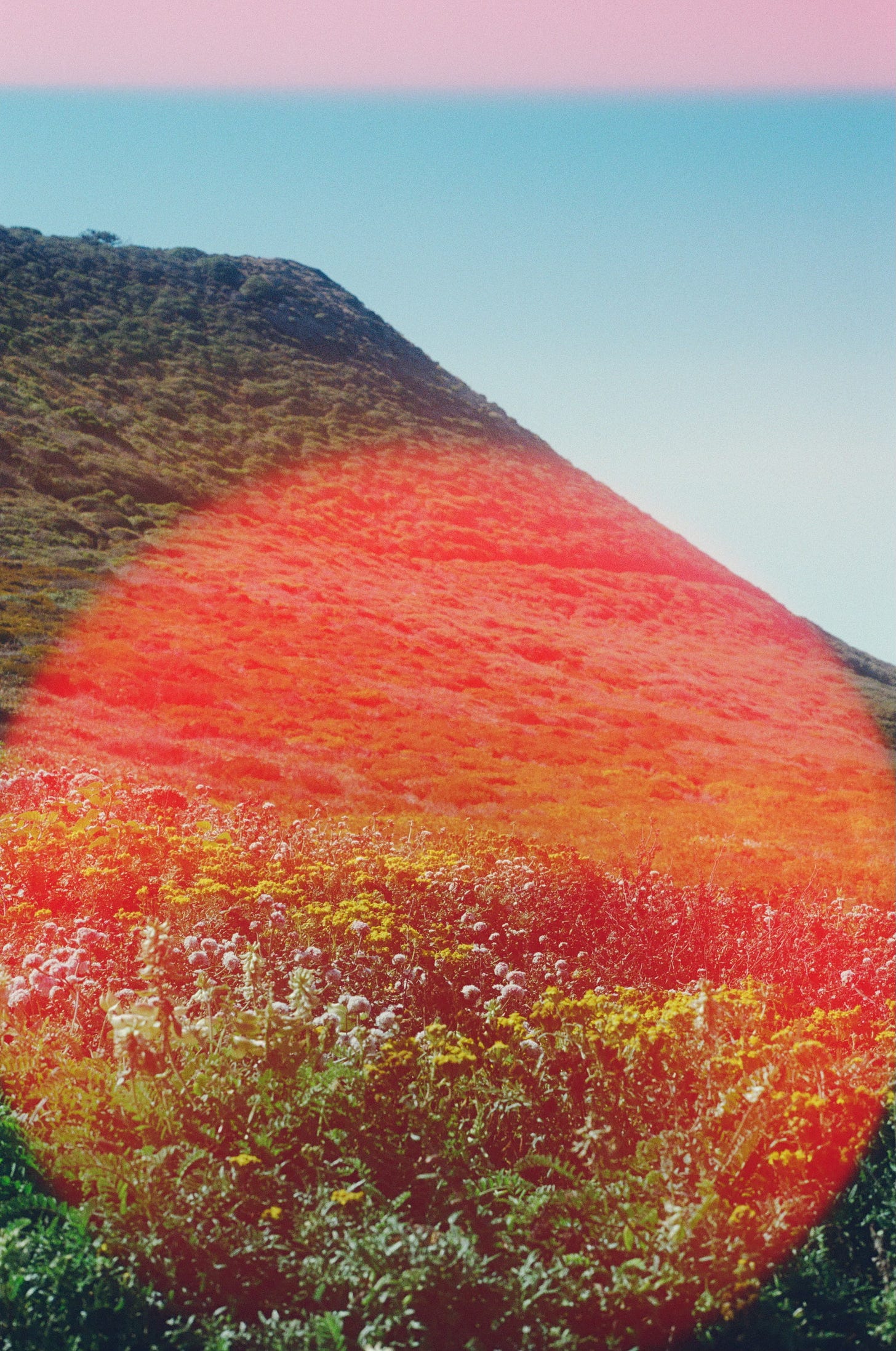 A film photo of a weedy, grassy hillside, with a large red circular light leak covering the bottom half of the frame.