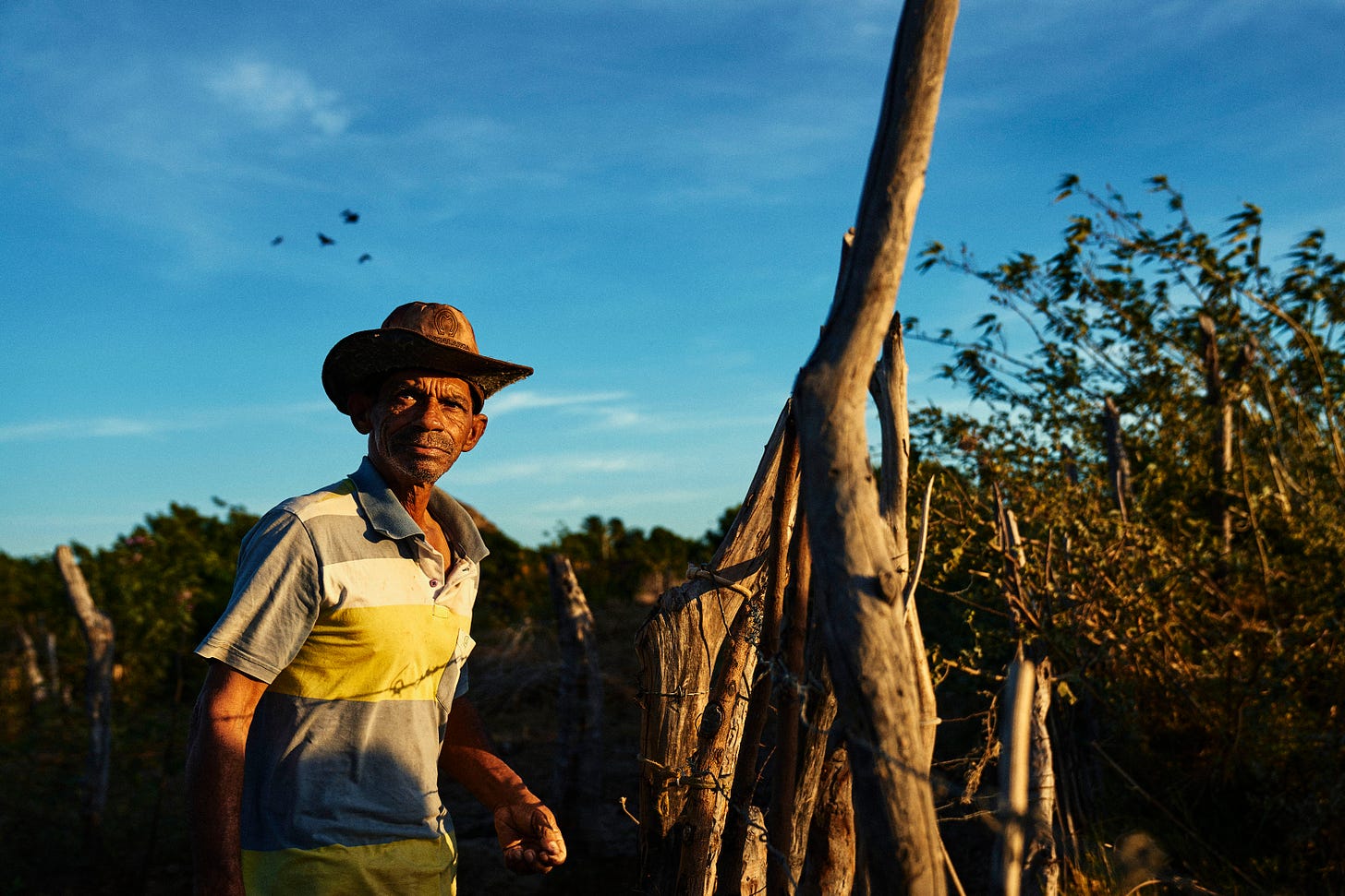 A man in a striped shirt and straw hat stands by a rustic wooden fence under a blue sky, surrounded by dry vegetation and trees in warm sunlight.