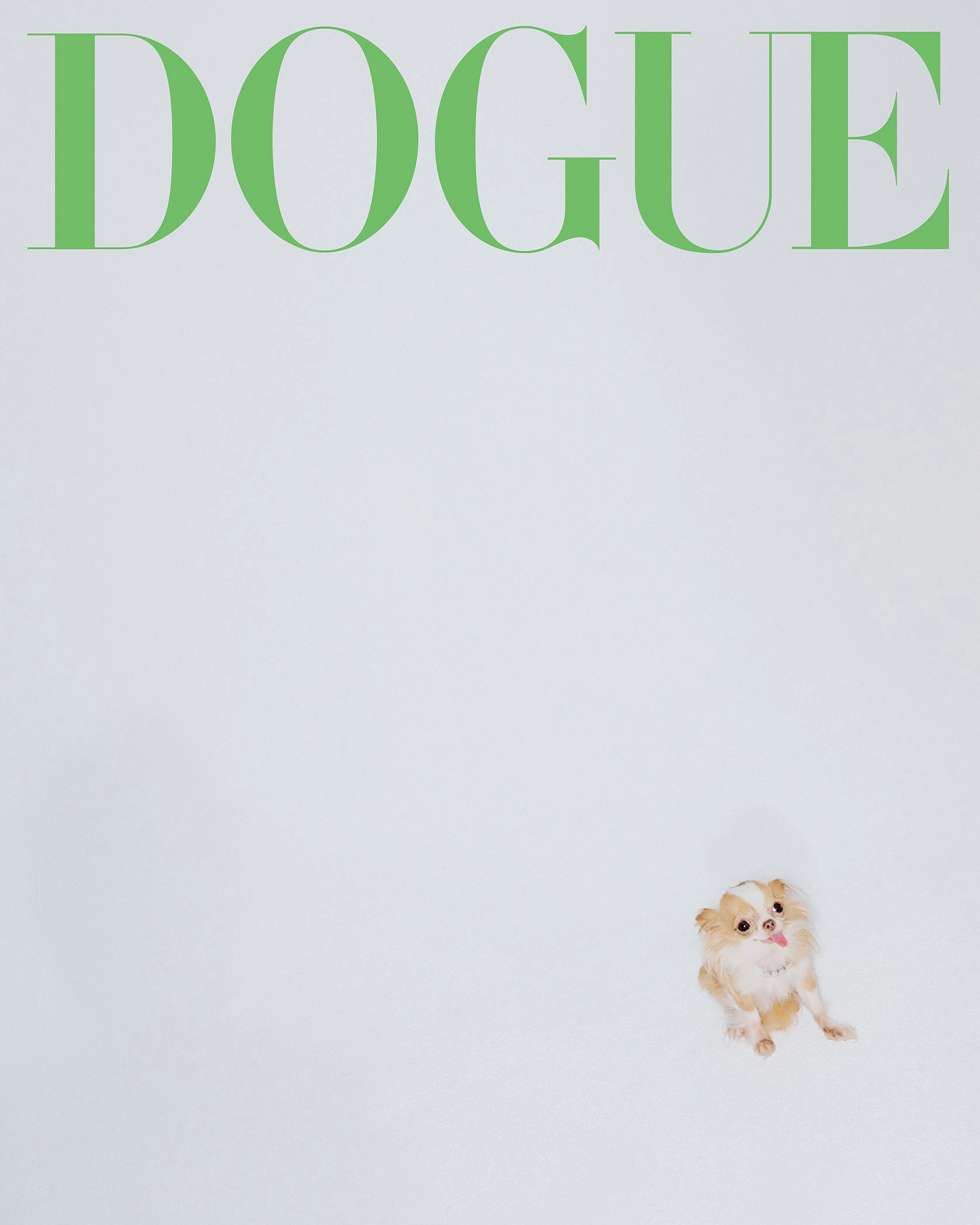 Demi Moore's dog Pilaf at the offices of Vogue Magazine in New York City.