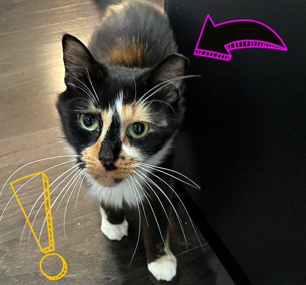 The real Coco with her nipped ear