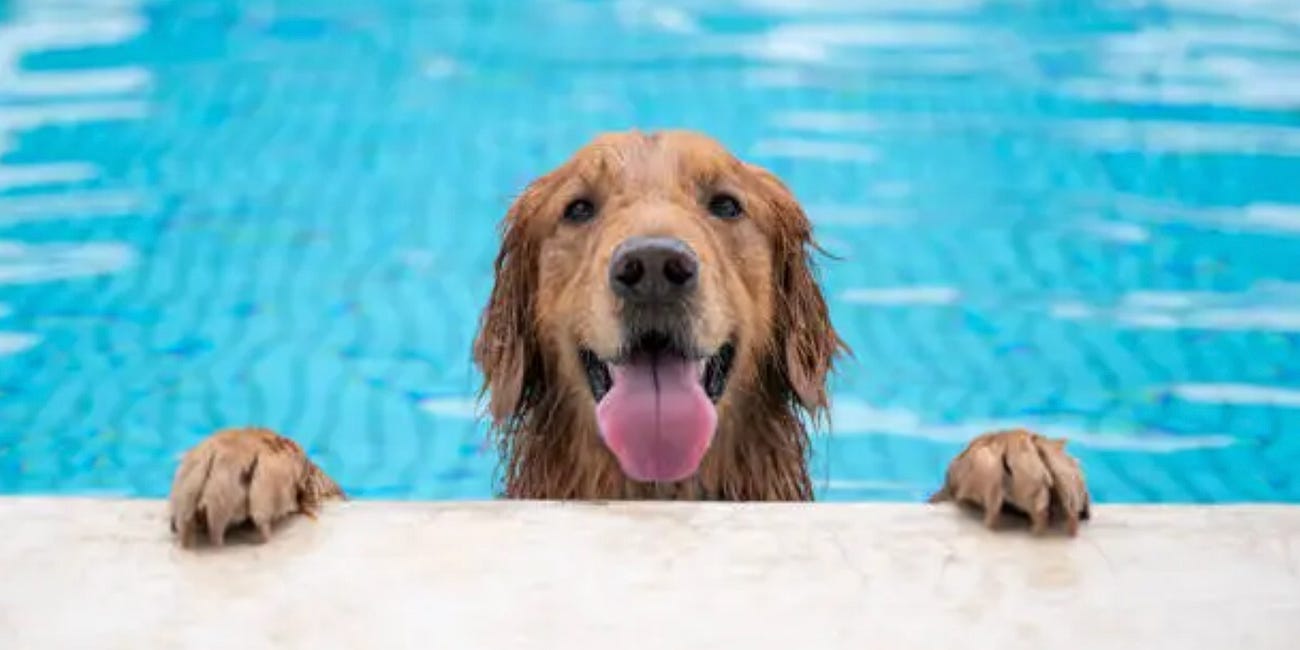 What a Stranger’s Dog Taking a Poo at the Pool Taught Me About Myself