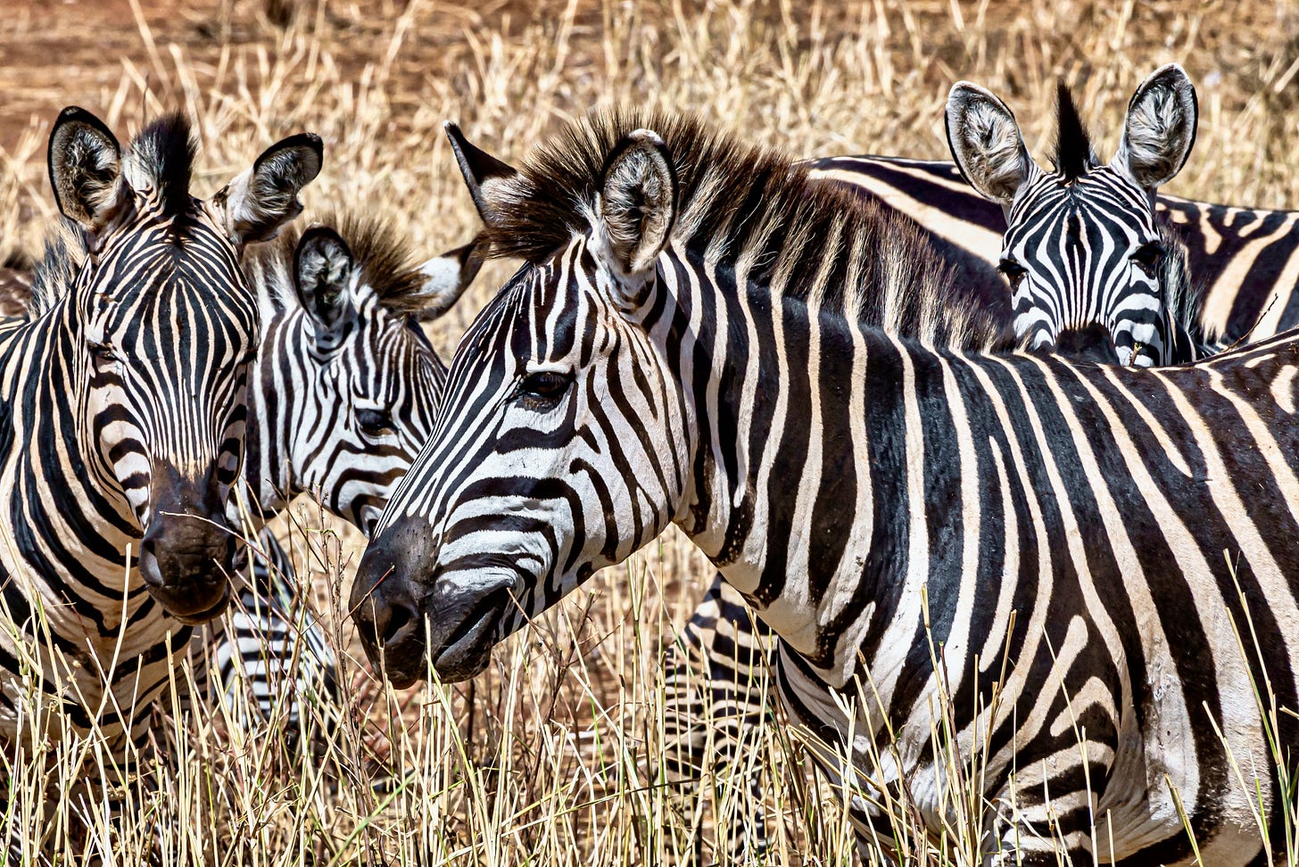 Multiple zebras standing together in the high grass