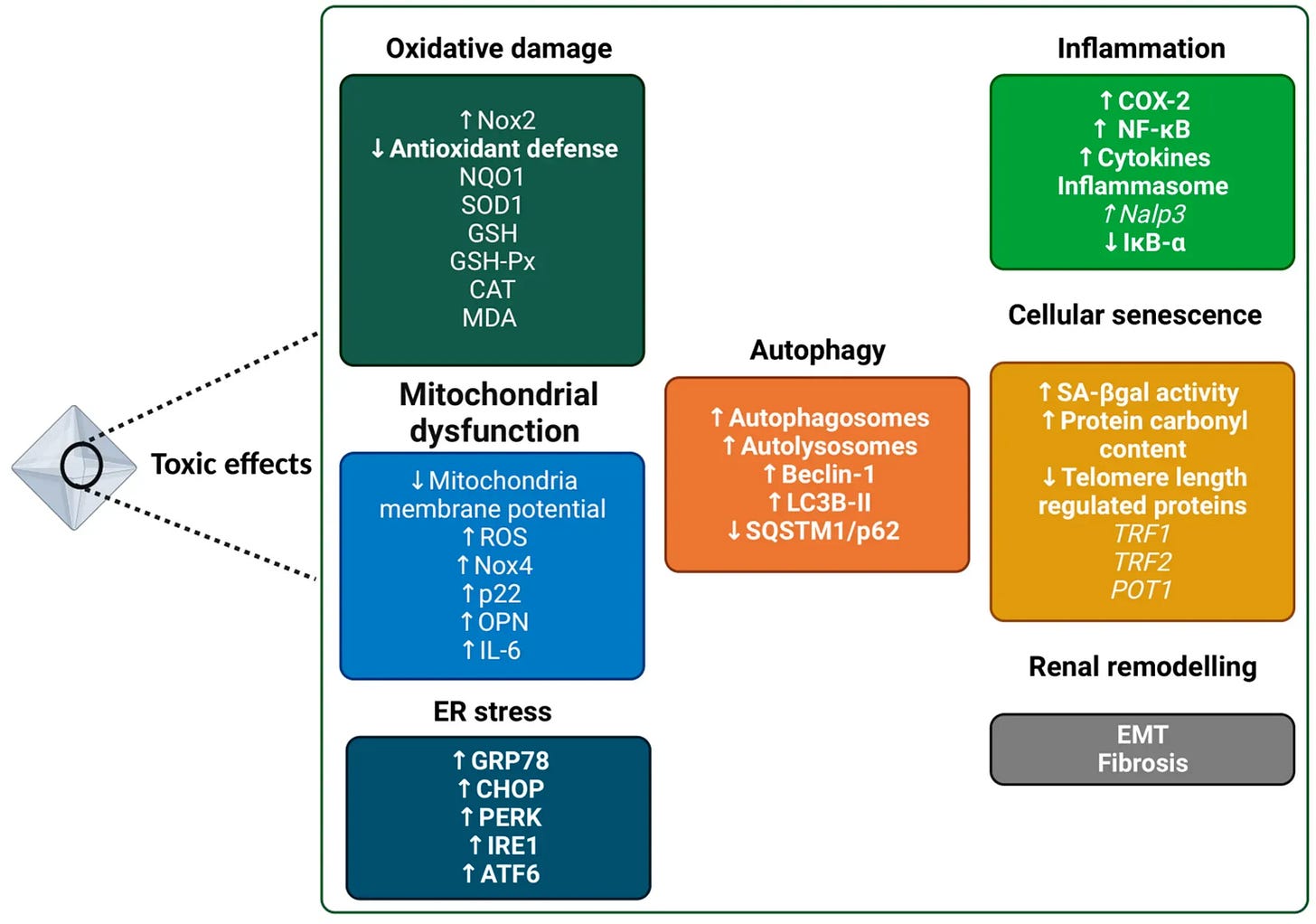 Mechanisms of oxalate toxicity include oxidative stress, disruption of mitochondrial function, inflammatory responses, endoplasmic reticulum stress, autophagy activation, and alteration of tissue structure (Baltazar, P. et al. Genes 2023)