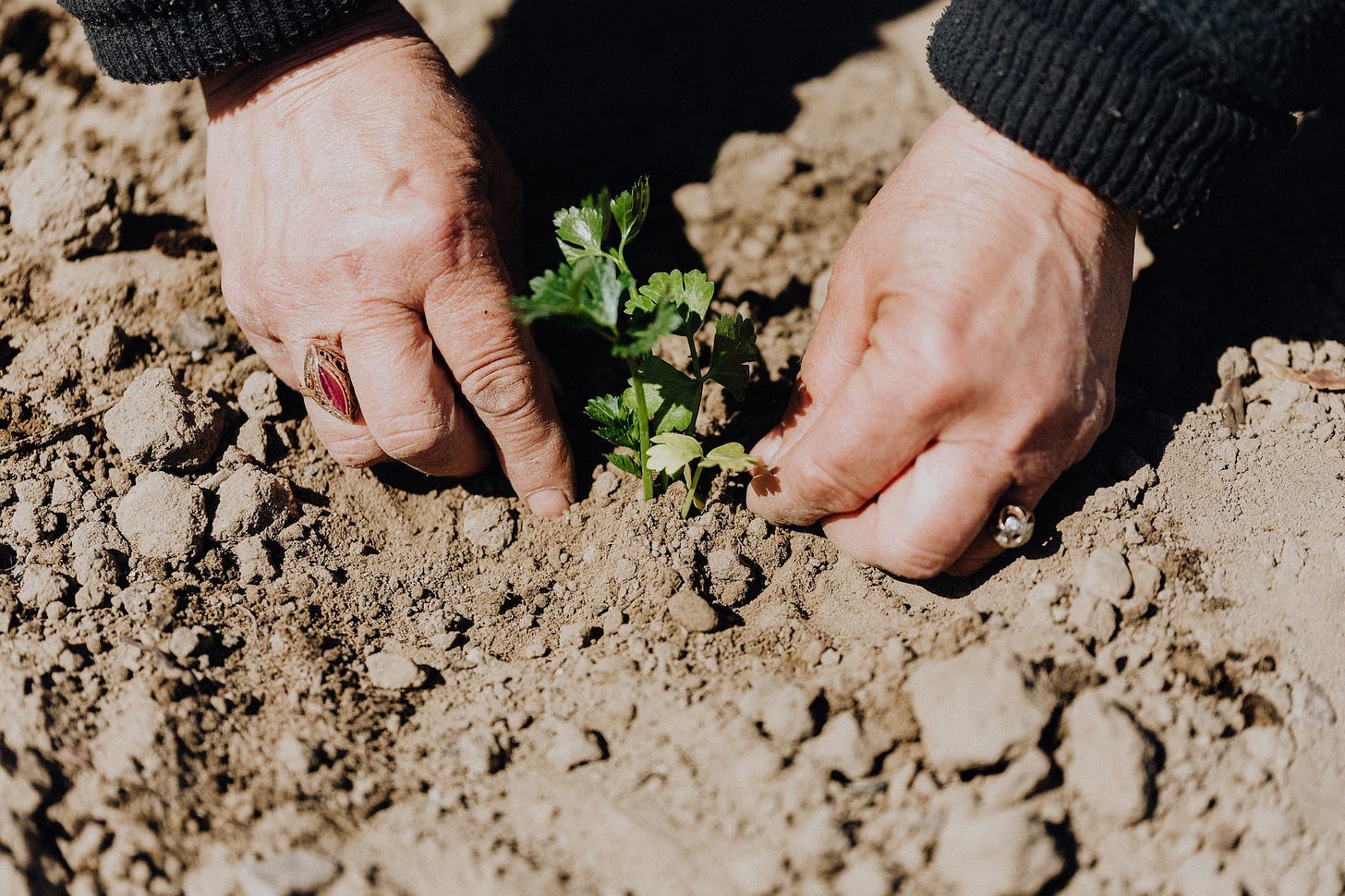 Hands planting in the earth