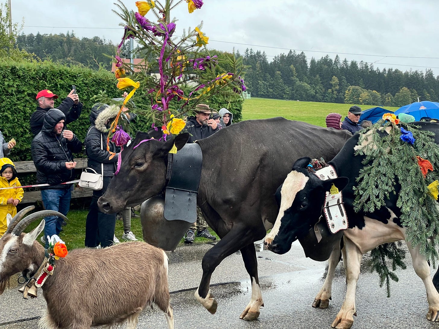 Goats wearing flowery headdresses and shawls of pine branches